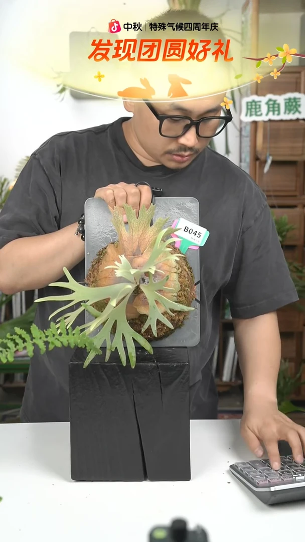 不开花植物B045-玉女孢子苗