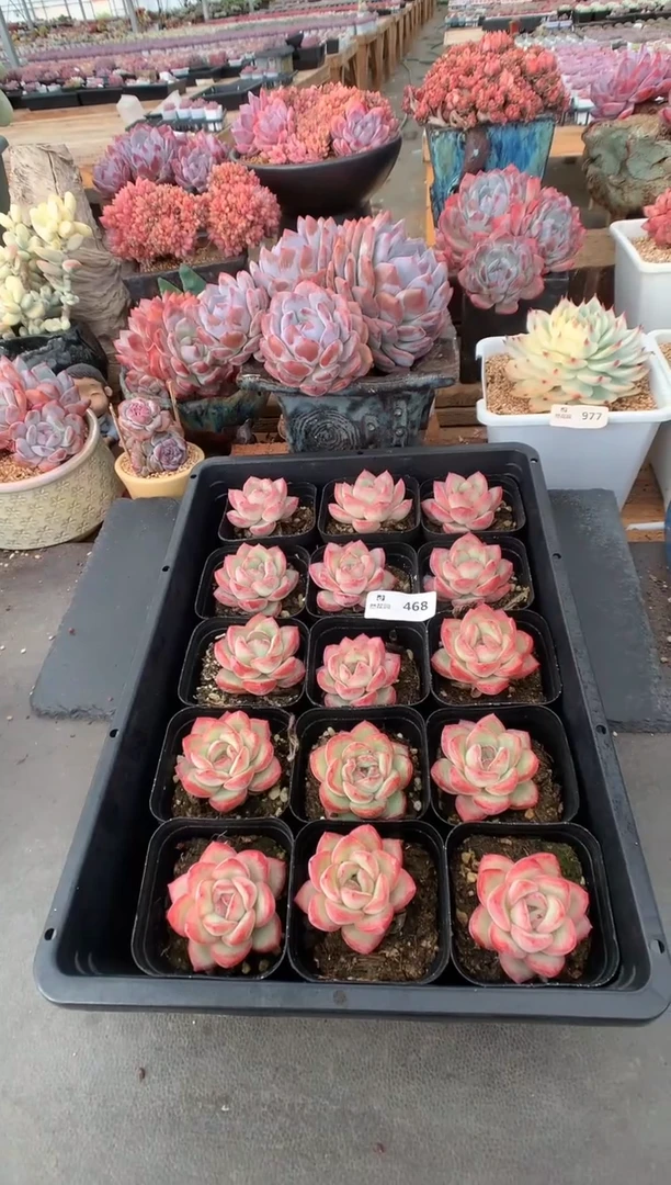 468草莓泡芙一物一拍