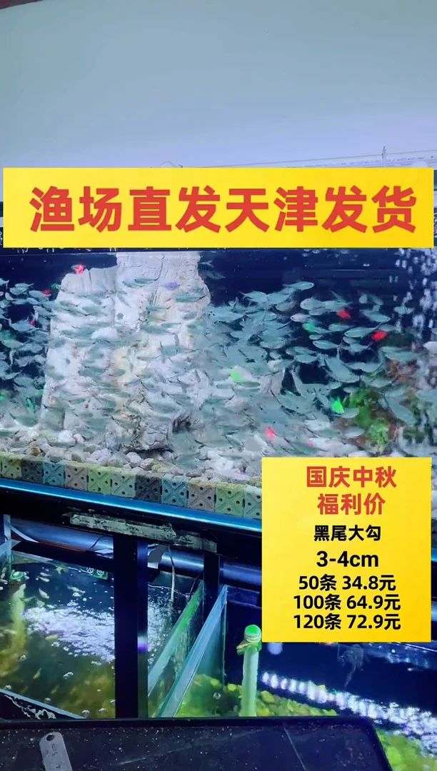 灯科鱼一枚道人5条+1条备损到手6条（赠送不保损）