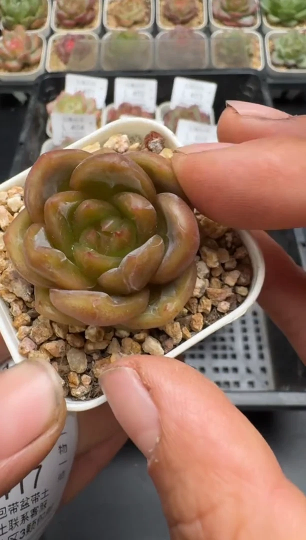 415L当天拍3颗包柚 带盆土纸巾打包 云禹花卉 珍妮多肉植物