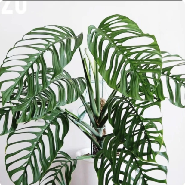 ME巨洞龟背竹（不包叶损）