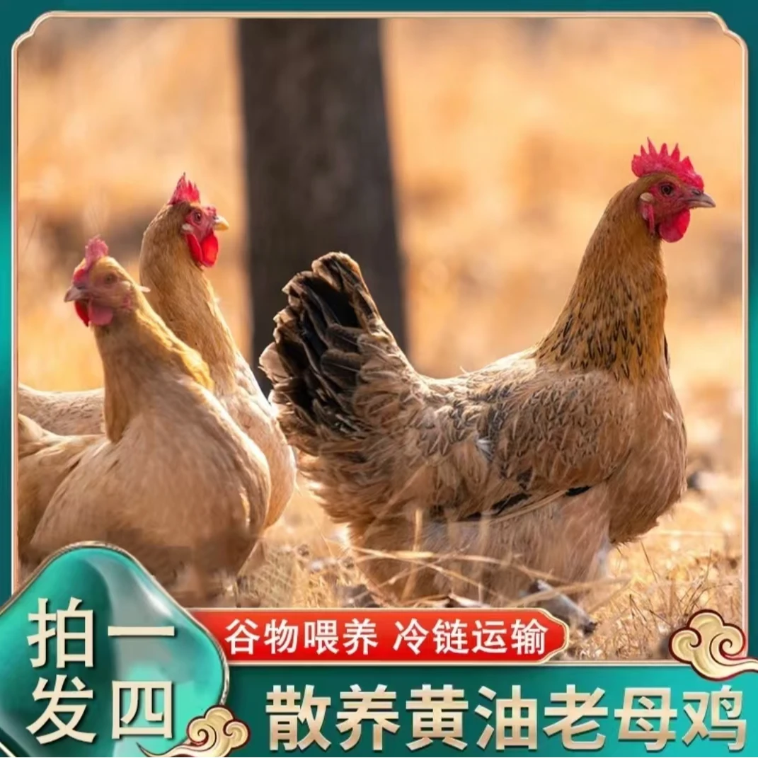 【润杰】买三送一 放养2年老母鸡 到手4只净重共9-10斤 带内脏