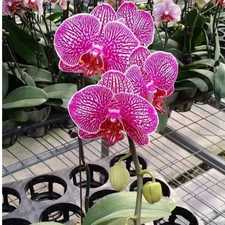 【法国斑】3.5寸室内精品花卉蝴蝶兰