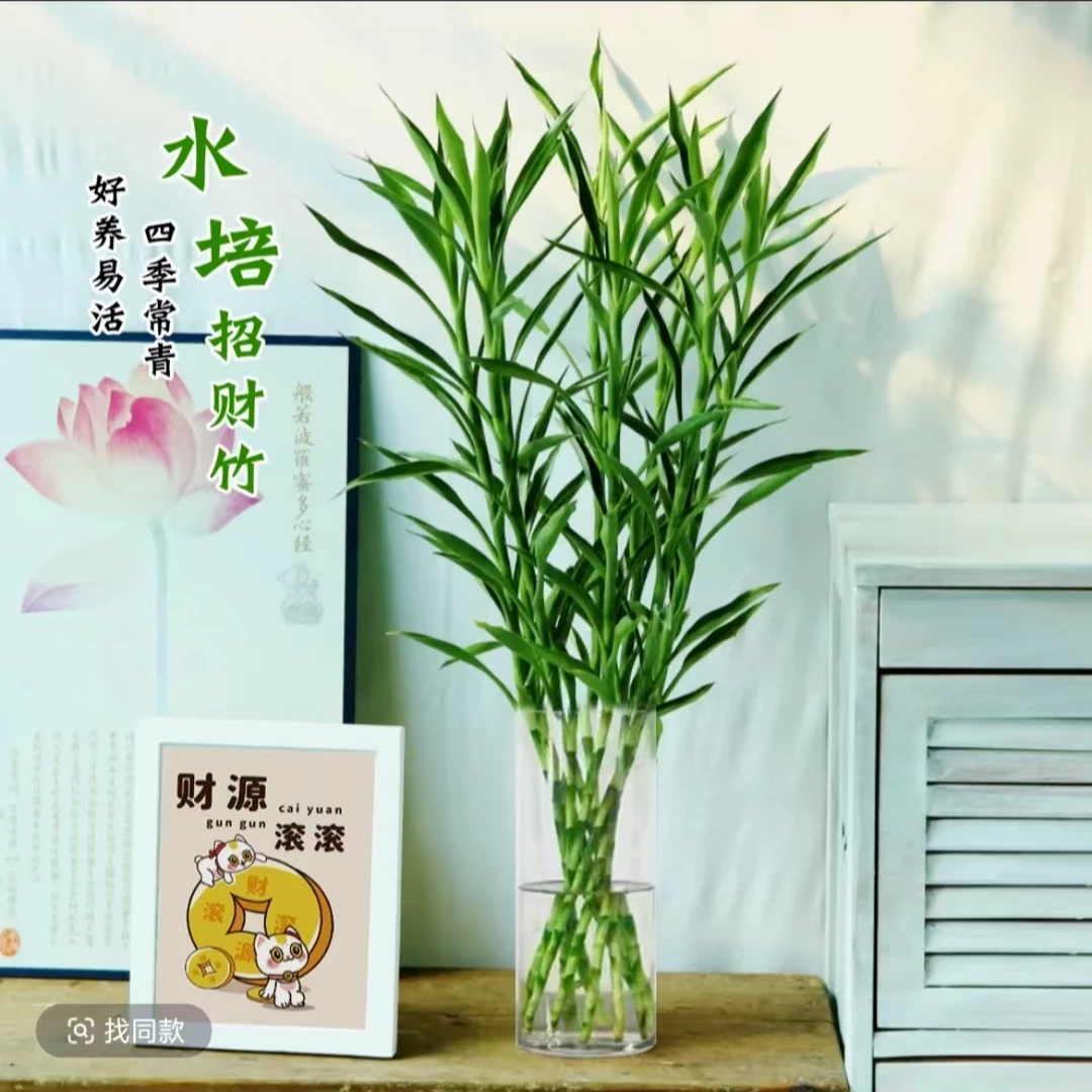 鲜切水培招财竹护眼室内卧室玄关轻奢绿植好养护桌面盆栽节节高升