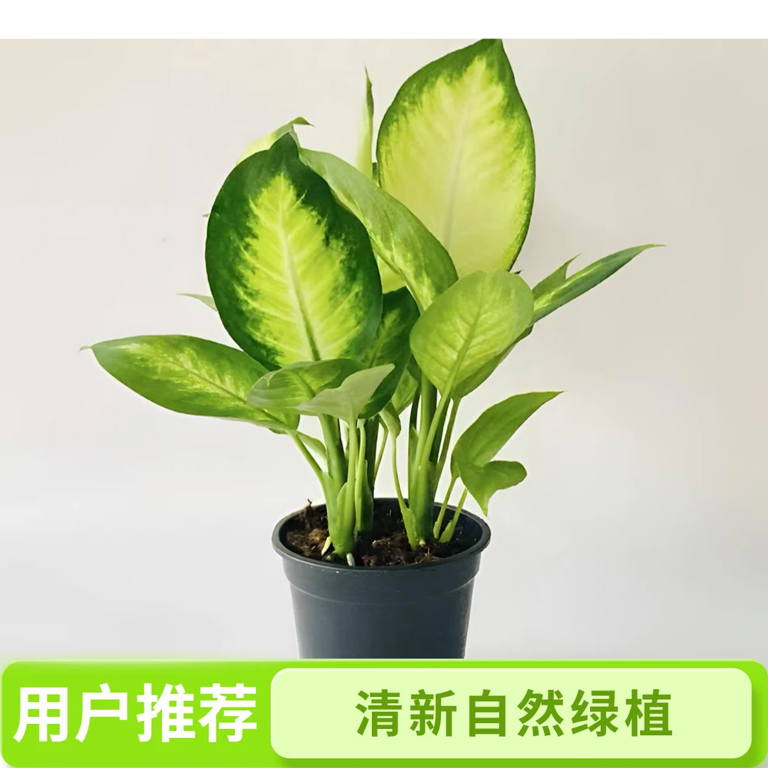 黄金玛丽安室内好养活可净化空气的盆栽彩叶植物