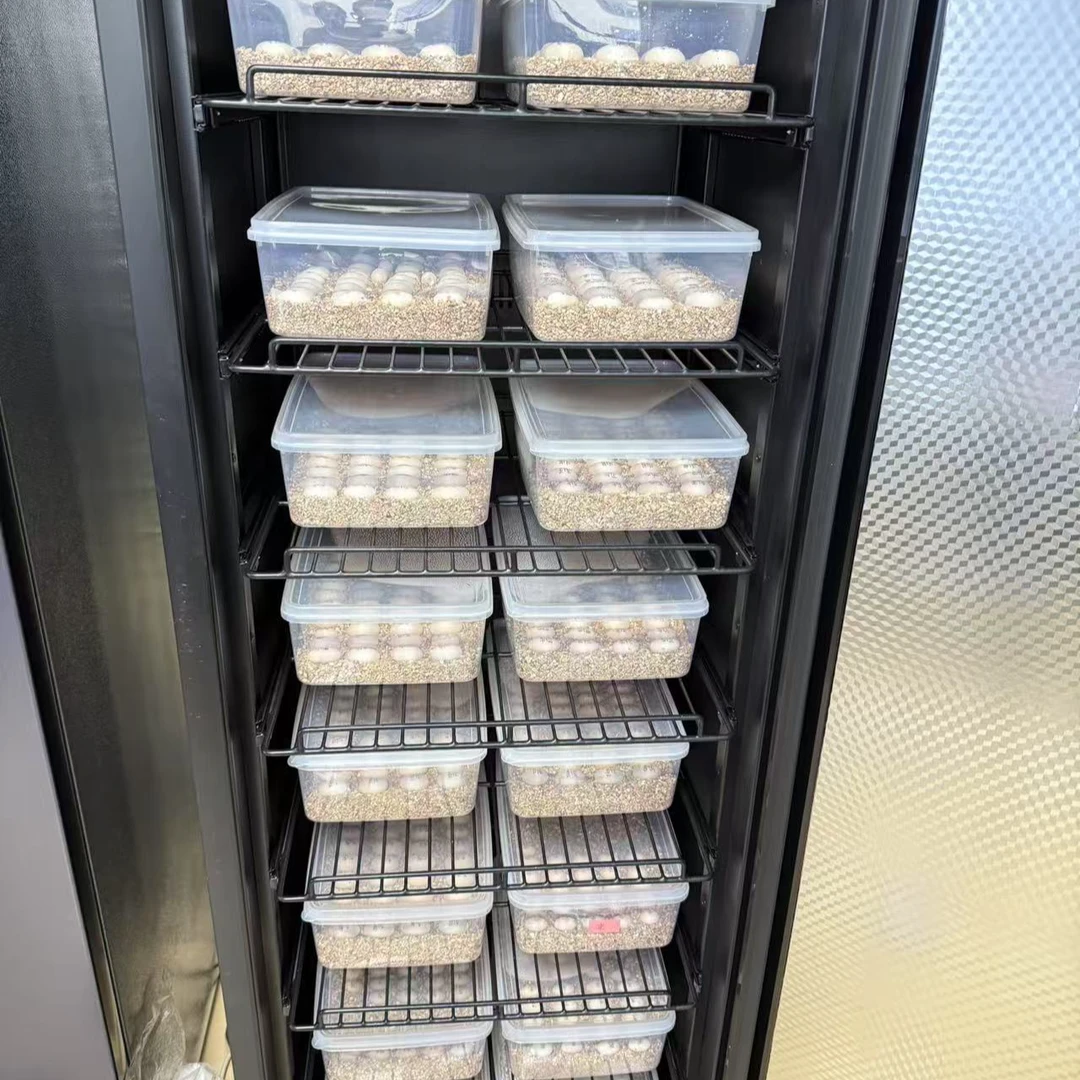 八方蛋龟  乌龟孵化蛋一颗 直播链接