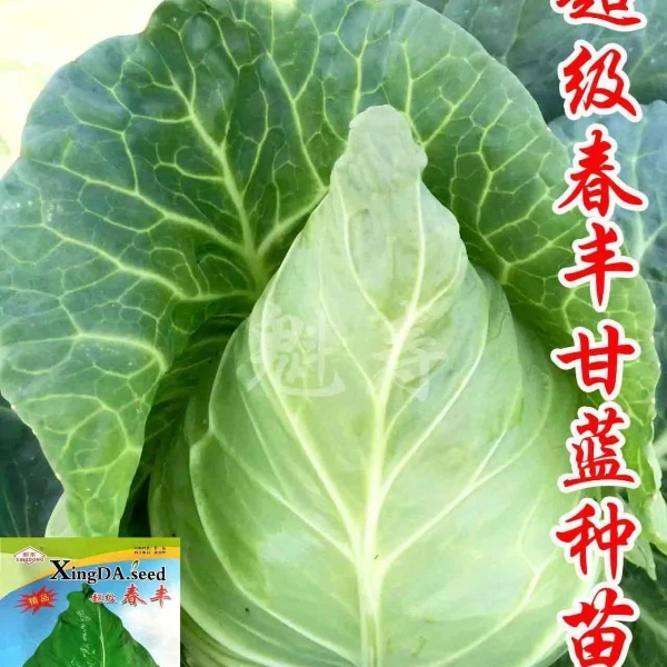 超级春丰甘蓝种子种籽苗牛心四季包菜包心菜秧苗卷心菜莲花白蔬菜