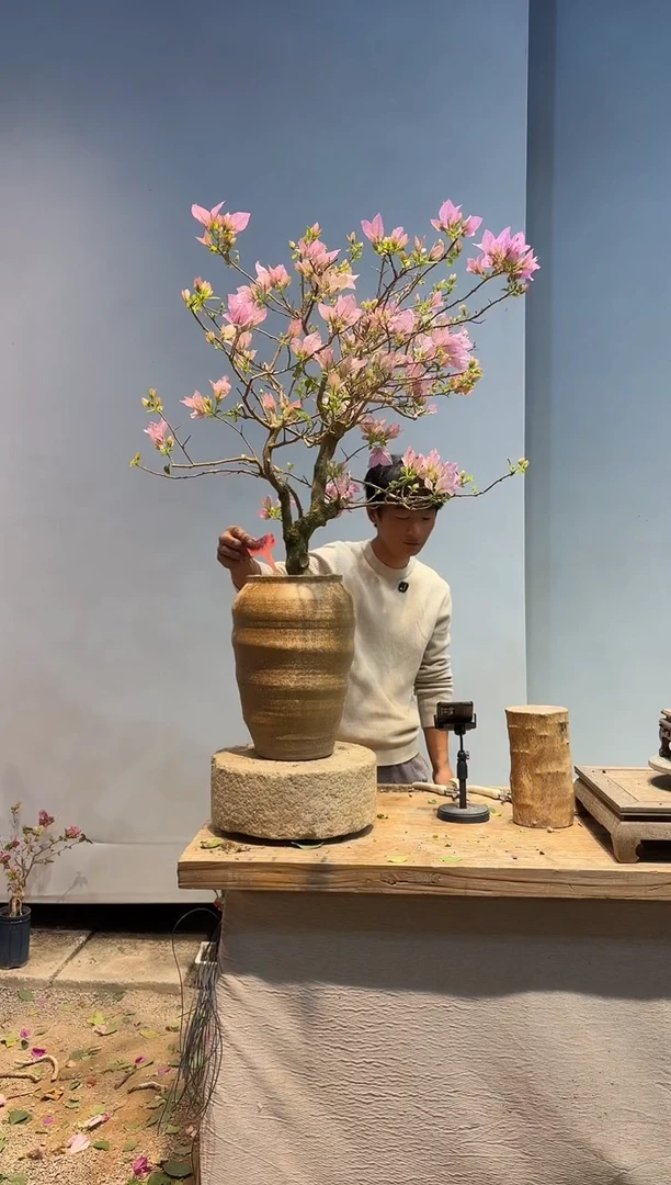 以实际为准三角梅39