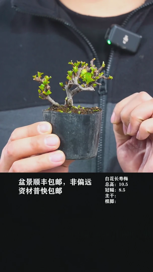 【闪购商品】-白花长寿梅y6