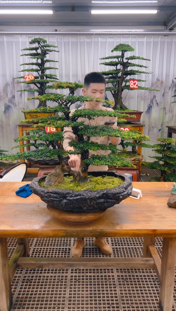 无花朵灭**材精品盆景直播间一物一拍