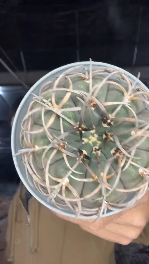 实生浮刺天平88.88 配货看图