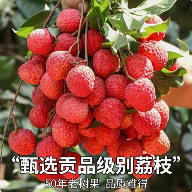 【冷链发货】新鲜脆仙进俸荔枝 广西应季现摘现发老树仙进俸荔枝