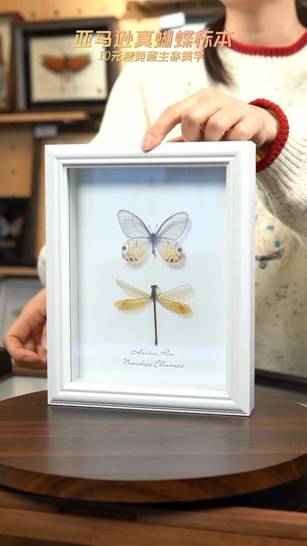 黄晶眼蝶+烟翅绿色蟌8寸欧式白框