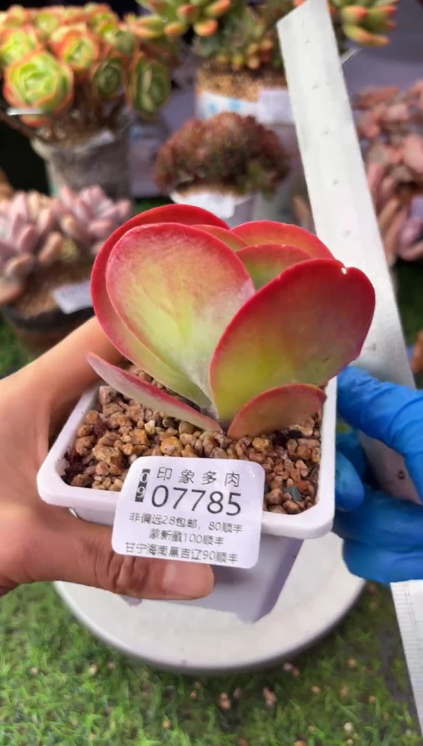 昆明印象多肉07785