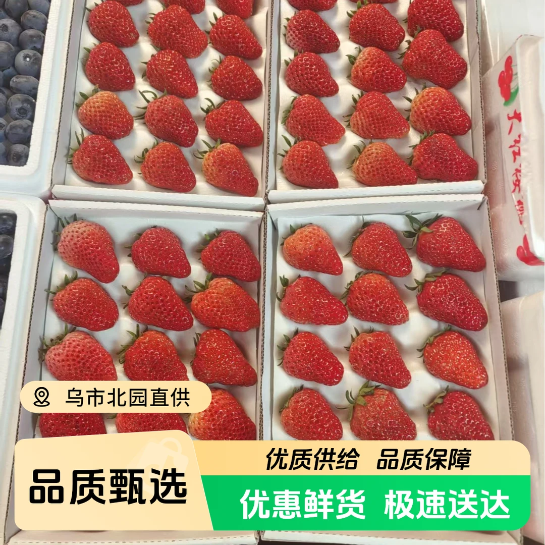 【新鲜巧克力牛奶草莓】鲜甜味美口齿留香当季新鲜水果两盒双流草莓