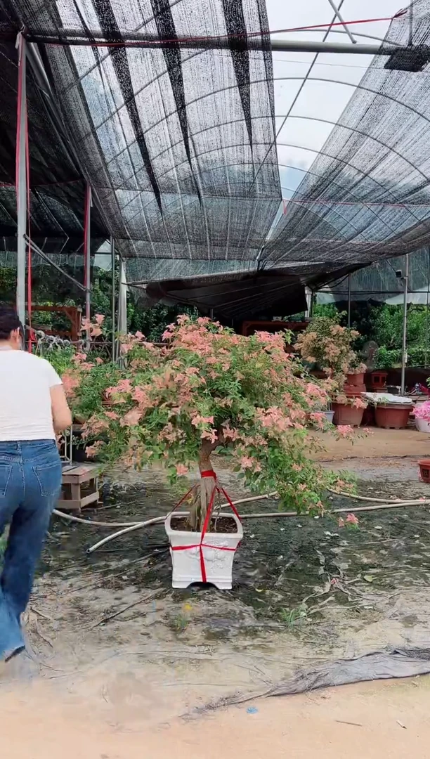 全部花苞卡亚塔三角梅