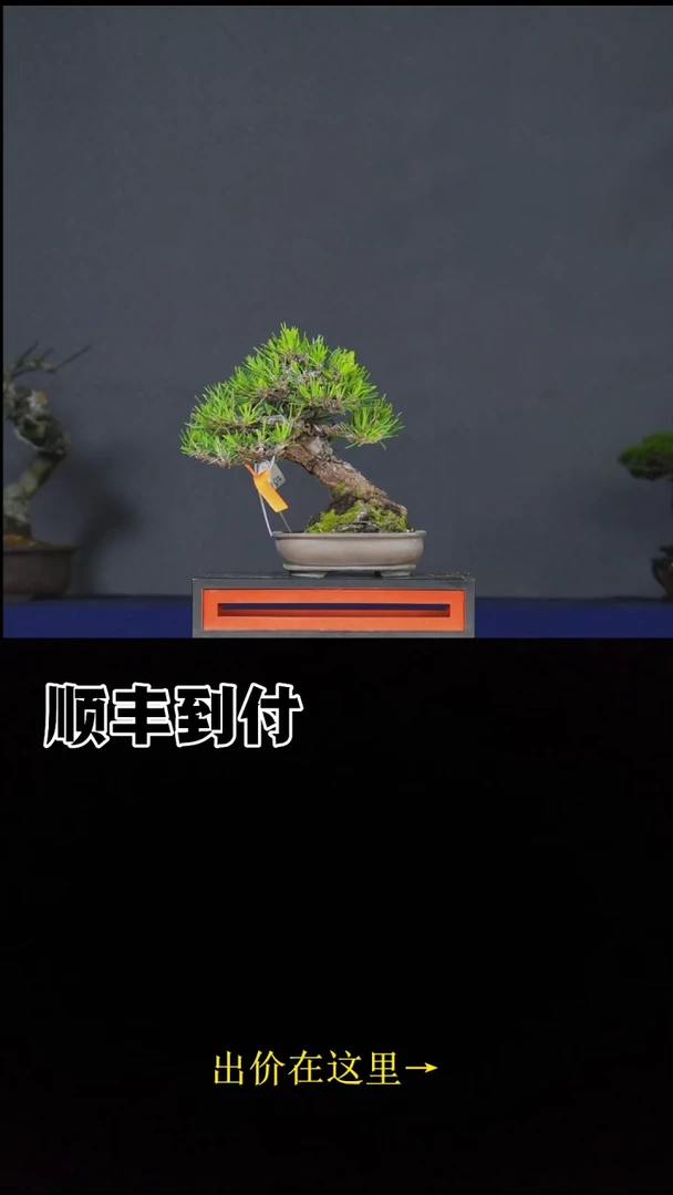 无花朵小*三河黑松 不包邮