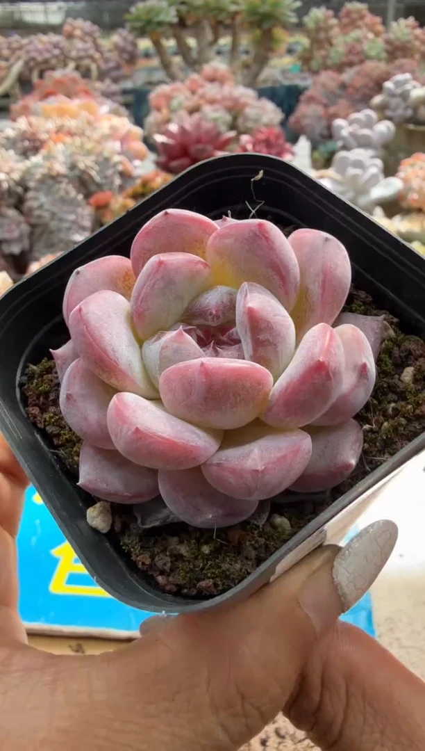 东云多肉园二店-327