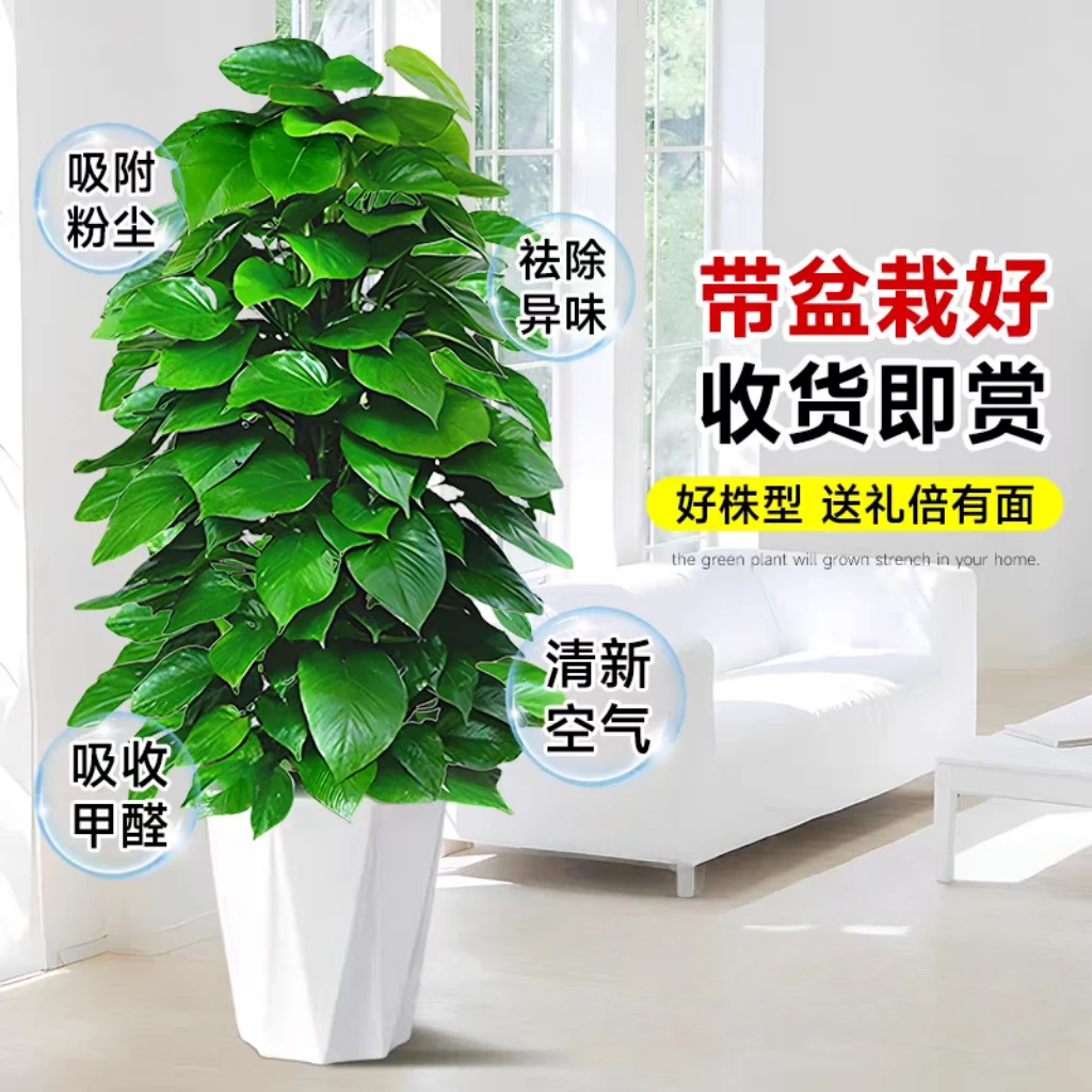大叶绿萝柱室内大型植物办公室净化空气吸甲醛客厅四季好养绿植