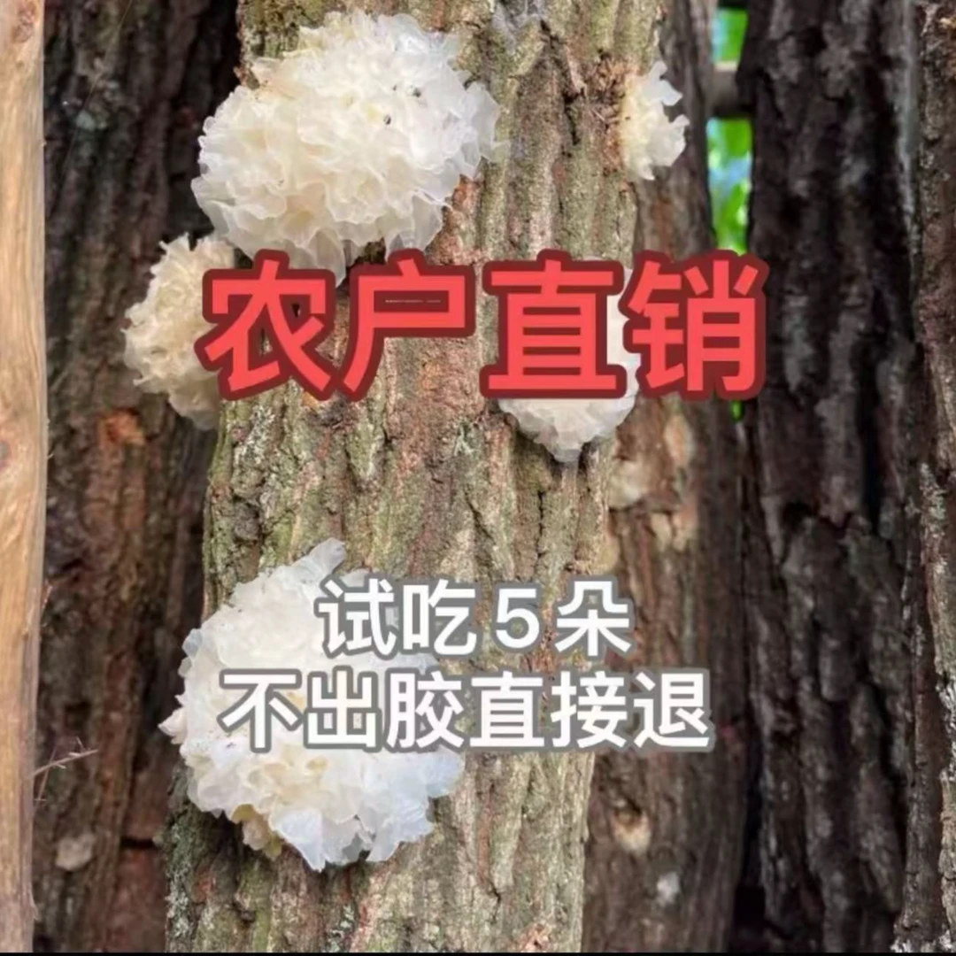 椴木小银耳干货甜糯口感出胶高适合炖煮银耳羹