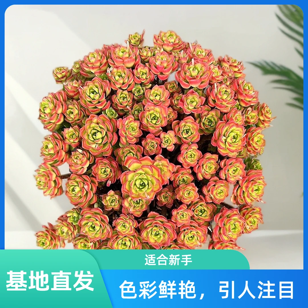 挚爱 火焰蒂亚【收缩打包不带盆土叶展冠幅20-25公分】 多肉植物