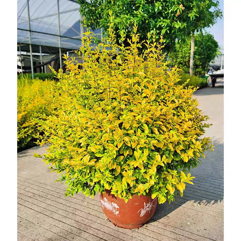 亮晶女贞树苗棒棒糖球小叶造型树花镜盆栽室外庭院别墅工程绿篱苗