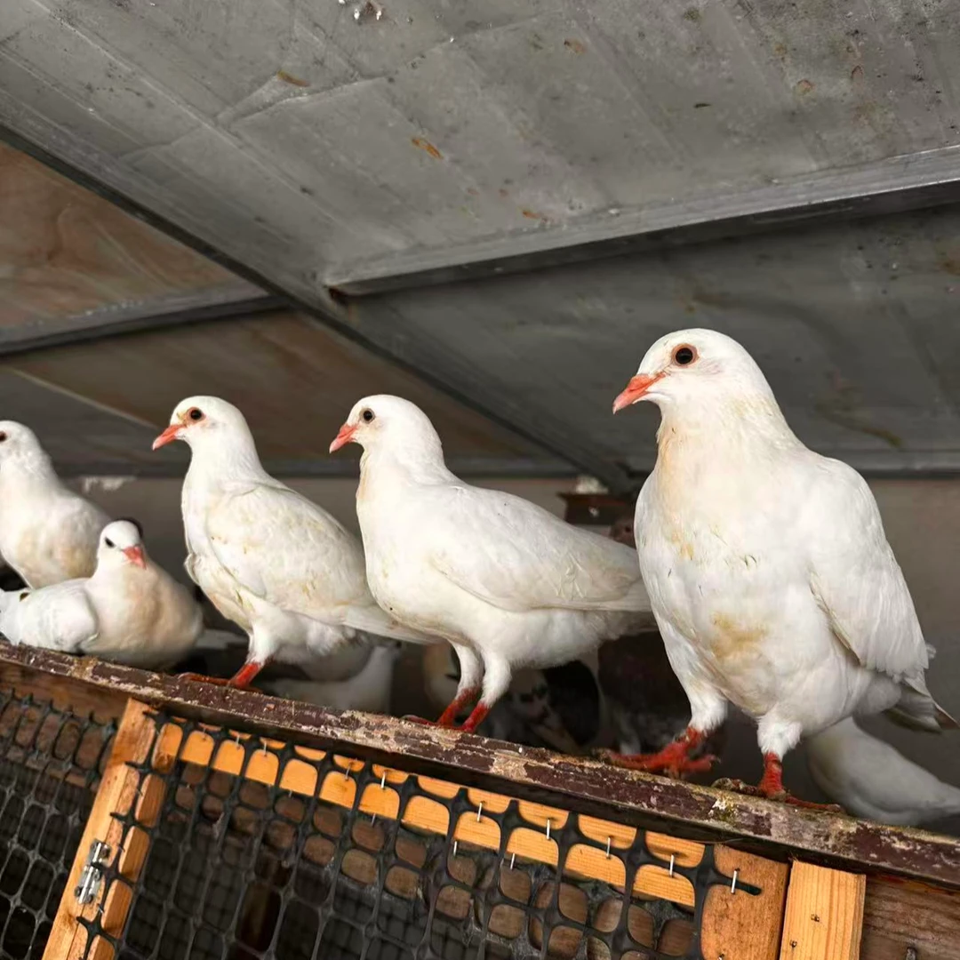 农村大型肉鸽散养  红卡 银王 瓦灰  米玛斯    精品2只