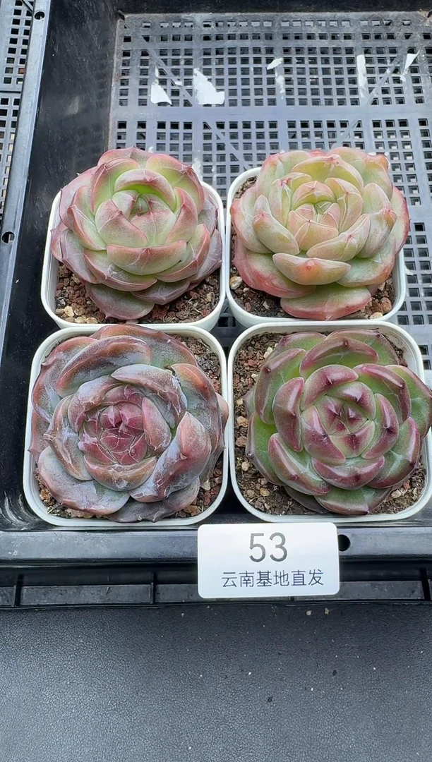 珍妮杂交多肉多肉53