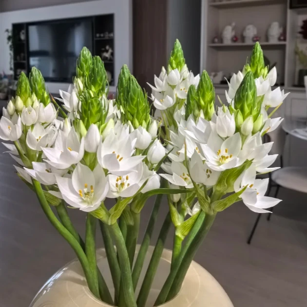 【花鲜丰】雀梅 花次日达家居装饰家具插花