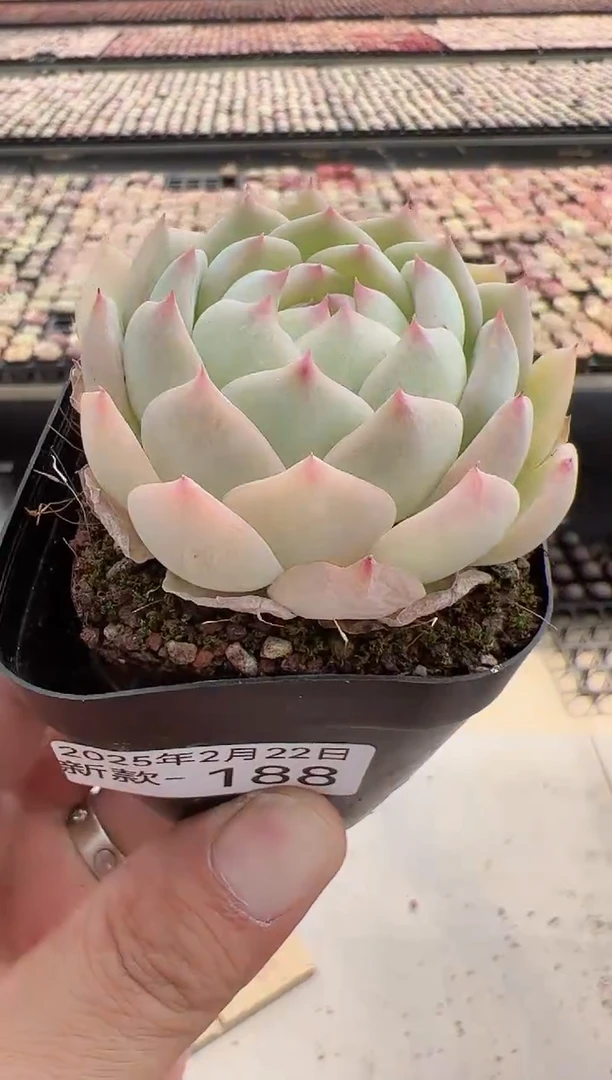 【闪购商品】新款多肉-188