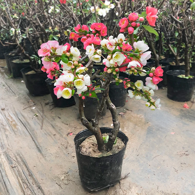 【带花苞 东阳锦 海棠花】复色盆栽老桩盆景 阳台庭院花卉植物