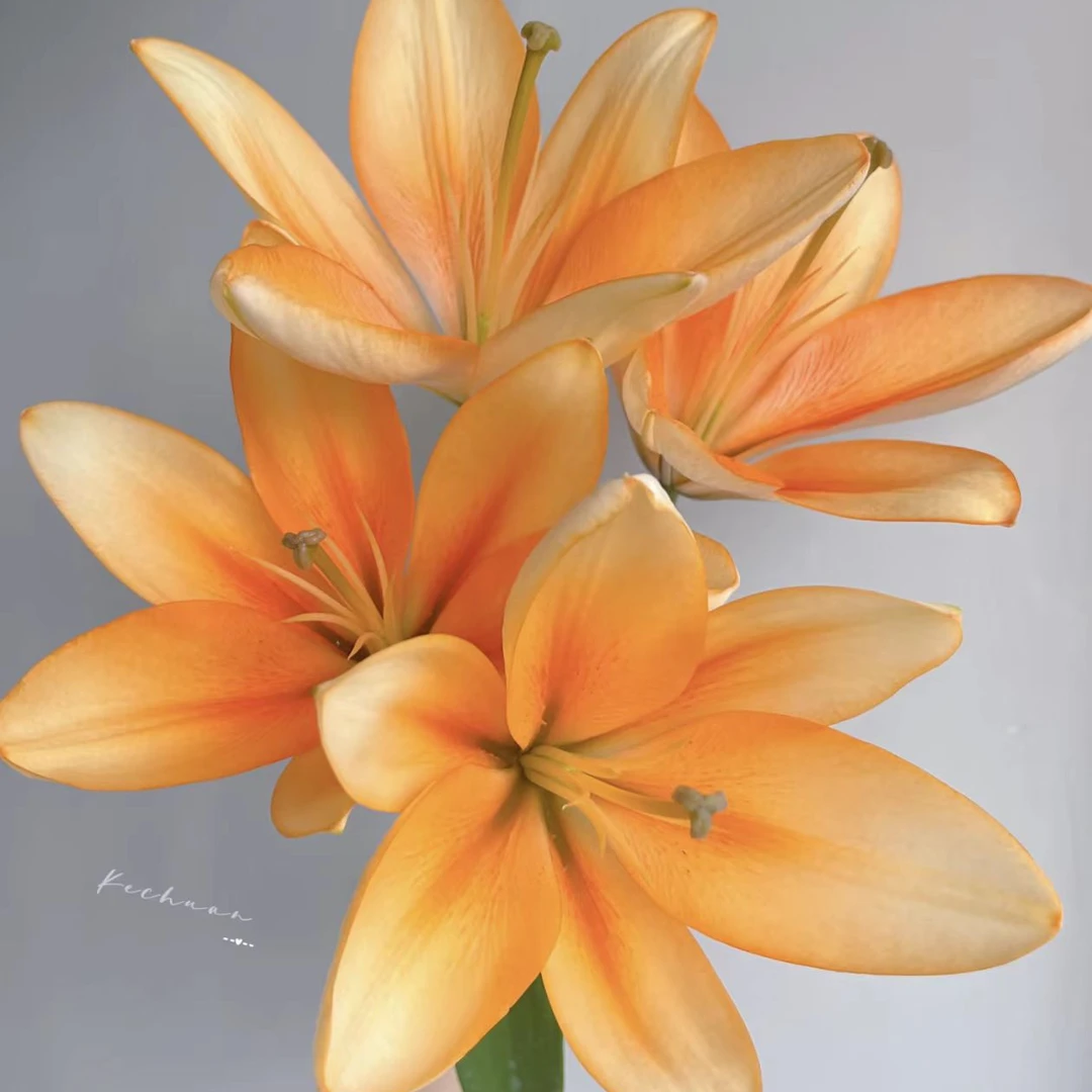 【基地直发】  橙色帝王 百合 家庭插花 鲜花花卉