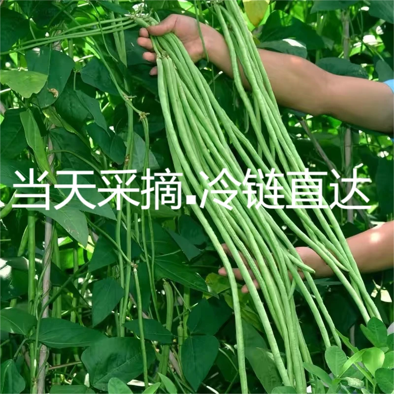 头茬嫩豆角3-5斤装 顺丰快递