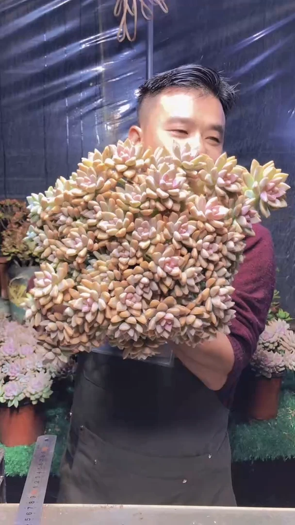 142淡雪缀化（一物一拍）