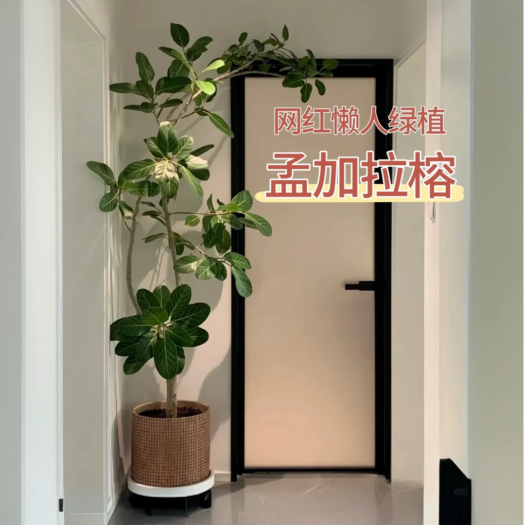 孟加拉榕树绿植盆栽室内高端大型绿植客厅电视柜落地窗吸甲醛