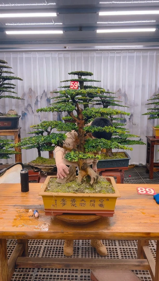 【闪购商品】紫砂精品盆景直播间一物一拍