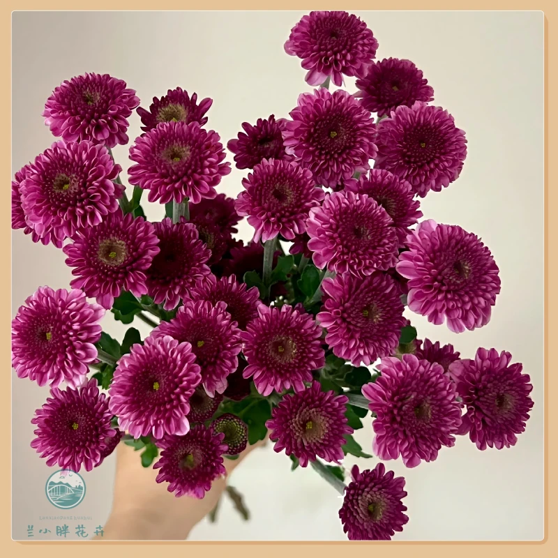【兰小胖】精选小菊-紫妍10枝装 超长花期 顺丰包邮赠送保温