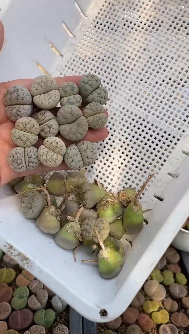 0018开播福利一物一拍