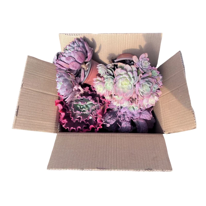 大货箱拍多肉链接多肉发货优选精选售后基地自产自销（4-6颗）