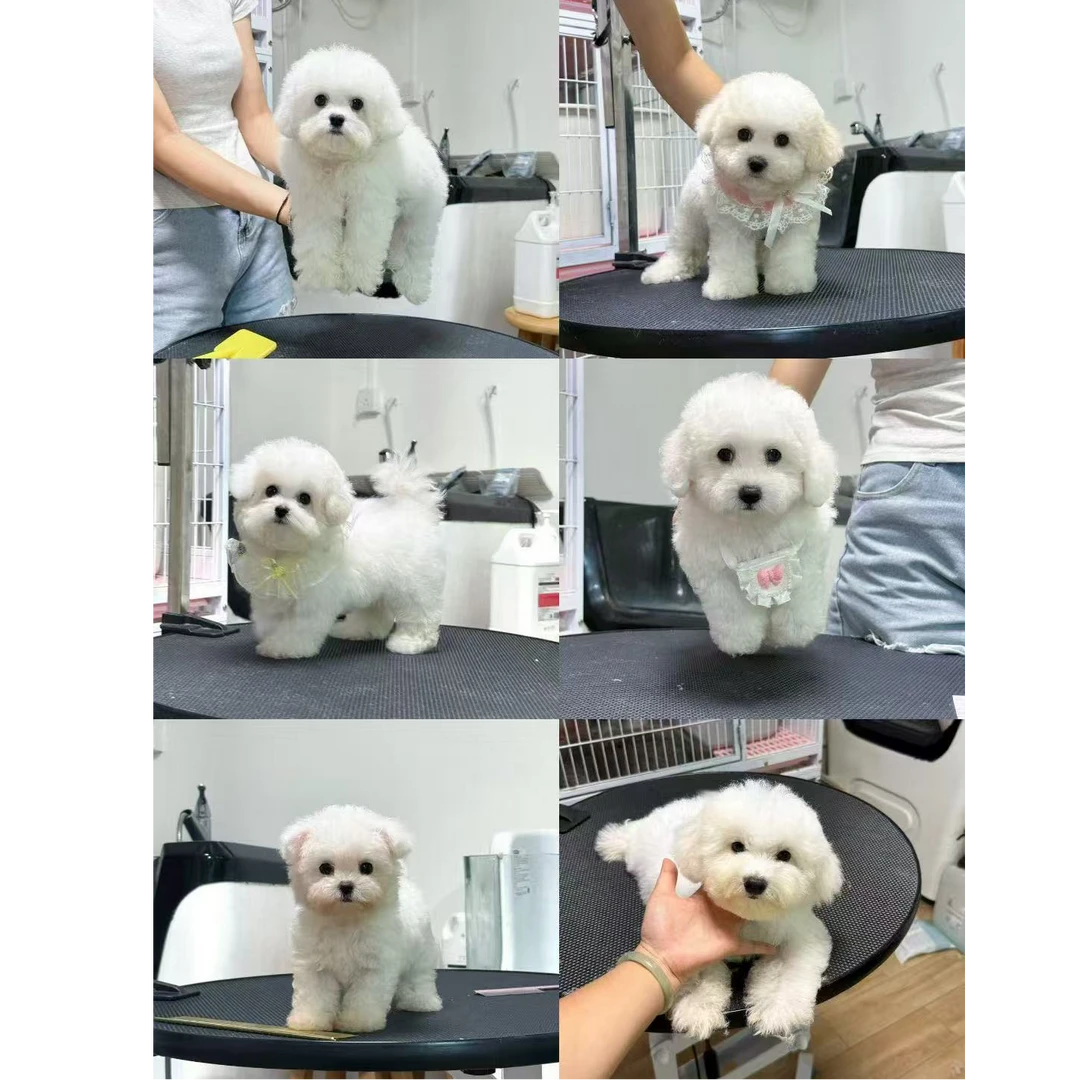 【狗狗活体】奶思甄选比熊