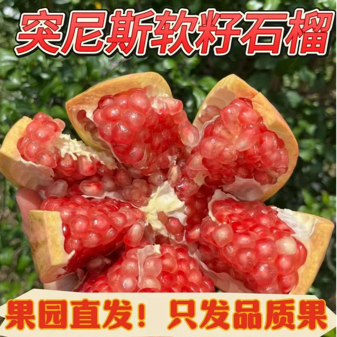 【严选品质】四川会理突尼斯软籽石榴产地直发新鲜采摘皮薄多汁