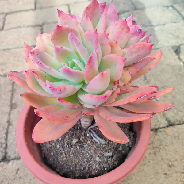 乔伊仙子 新手必拍 好看好养 精品多肉植物 瑕疵不售后