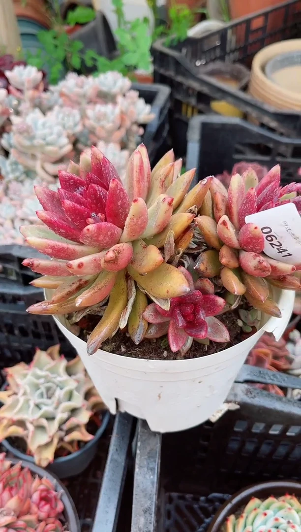 【闪购商品】06241