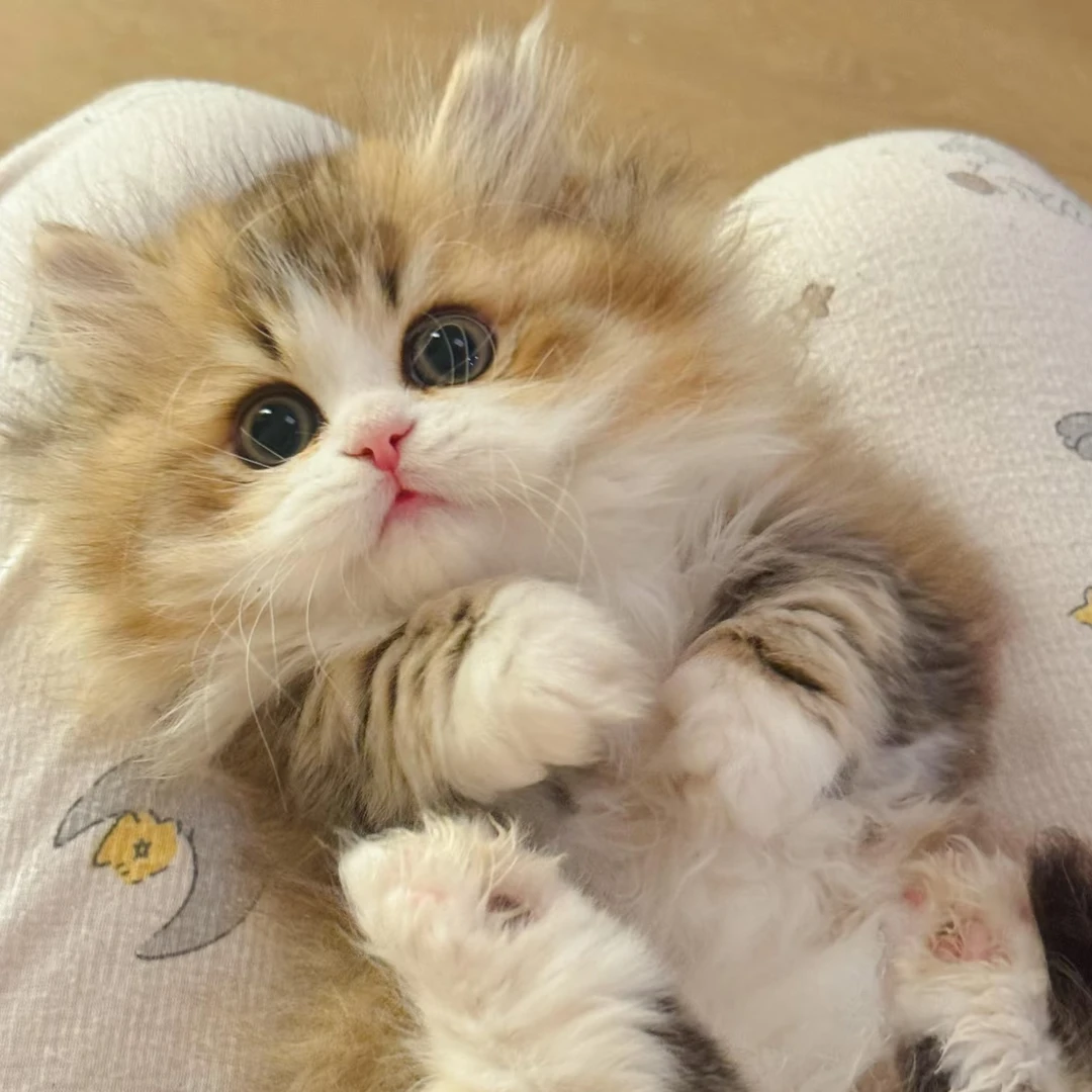 泡芙米努特猫咪活体（直播间选猫）