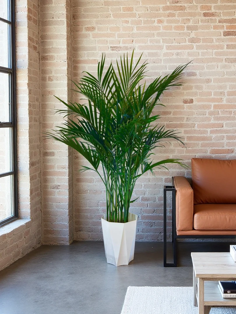 1.2-1.4米富贵椰子盆栽耐旱卧室散尾葵多年生草本植物净化