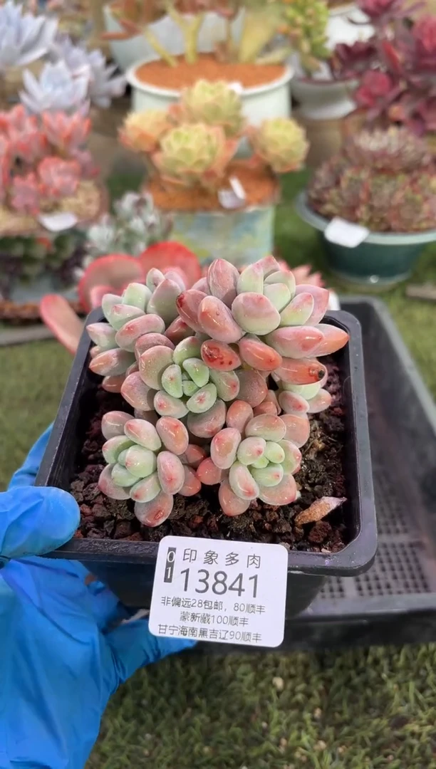 【闪购商品】13841