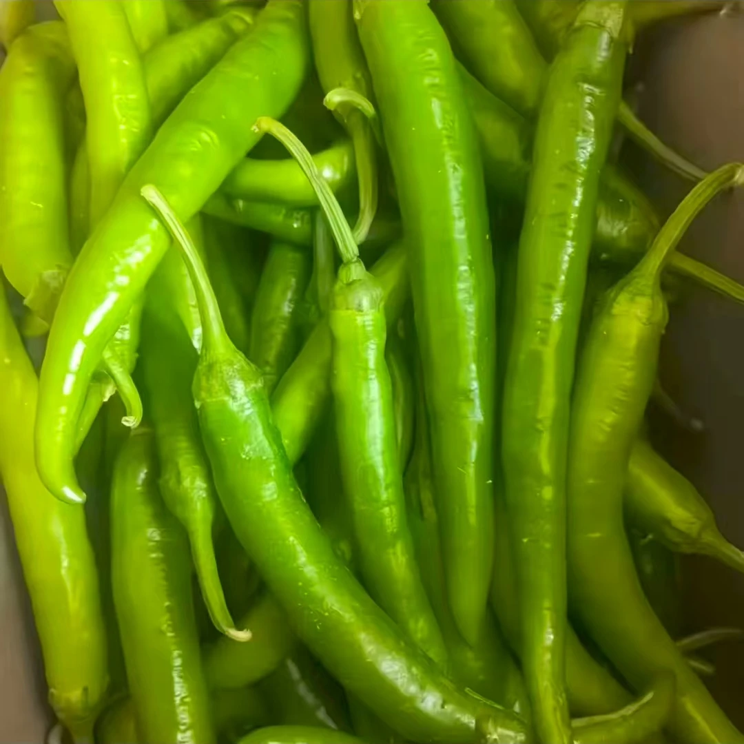 新鲜现摘杭椒香辣3斤5斤10斤