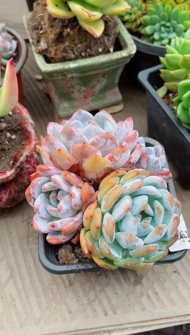 香****）26107多肉植物一物一拍