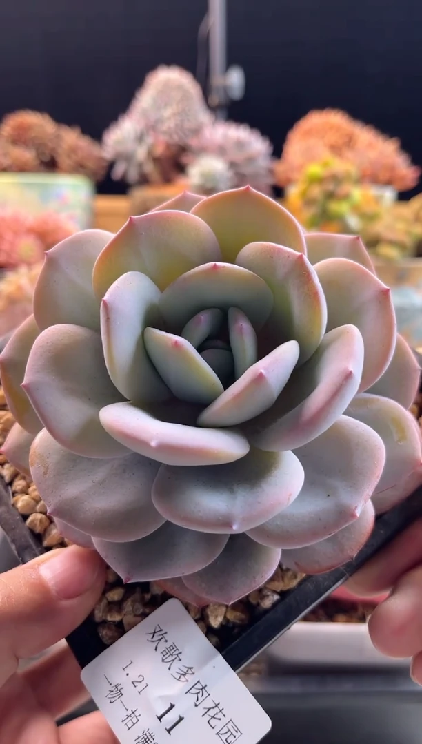 【闪购商品】1.21-11奶茶