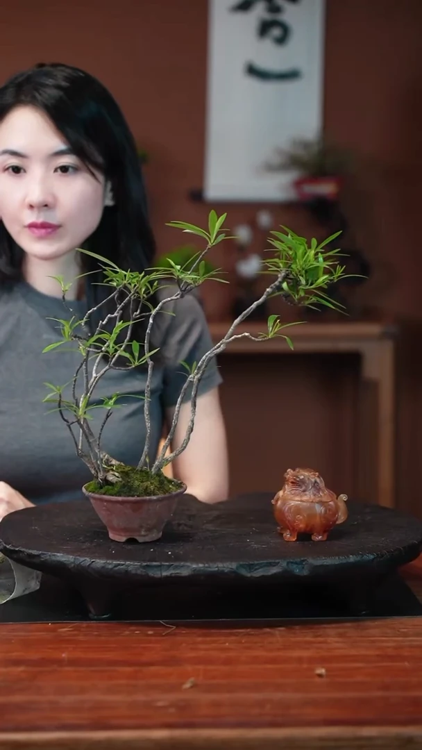 无花朵栀子花盆景盆景盆景